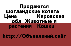 Продаются шотландские котята › Цена ­ 3 500 - Кировская обл. Животные и растения » Кошки   